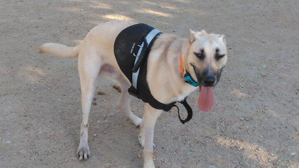 Danny Jackson Bark Park