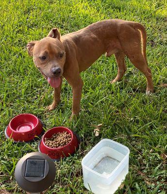 Brave Bully Rescue