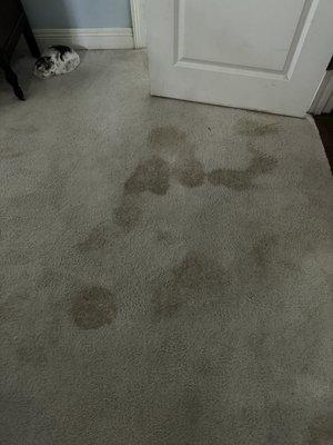 These are the spots that were not on the carpet before they came to "clean it".