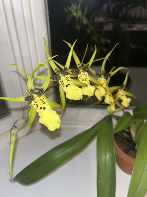 Rare Orchids