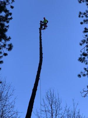 Another post falls pine tree