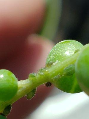 Aphids on a string of pearls succulent purchased today from whites nursery in Chesapeake.