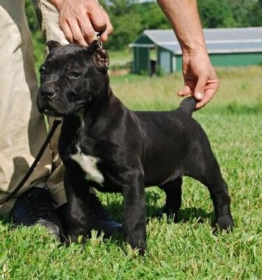 Cane Corso Puppies