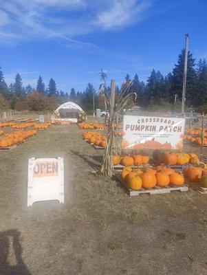 Great selection of pumpkins