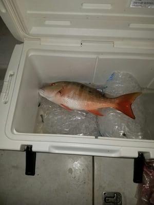 Nice Mutton Snapper from 7/11/16