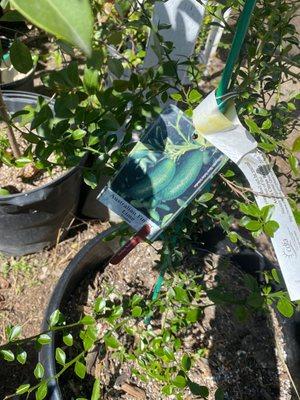 Aussie Finger Limes vs the citrus blight