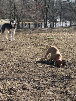 Checking out this hole and being watched