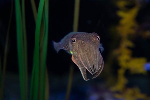 Common Cuttlefish | Spineless