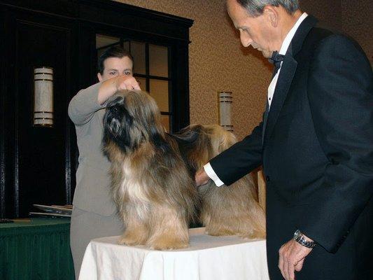 CH.  Ashantes, I am the Starlight, Tibeten Terrier Tuffy at specials in New York.