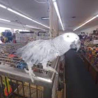 One of the store pets that is not available for sell. (This picture was obtained from Facebook)