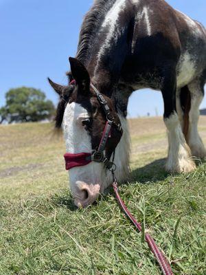 Violet, my Drum Horse, grazing