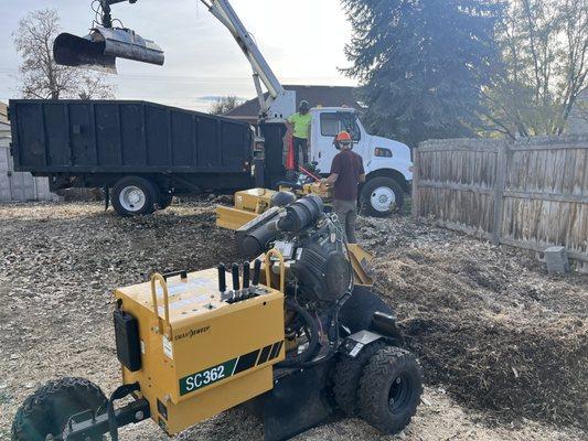 Cutting down and grinding out a few cottonwood trees.