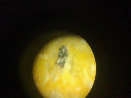 microscope view of a speck that seemed to be part of a piece of corn