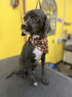 Shadow after his grooming with Brittany!