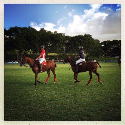 Beautiful polo ponies.