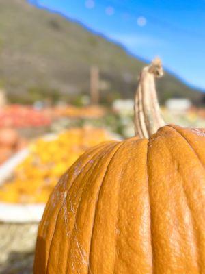 Earthbound Farm's Farm Stand