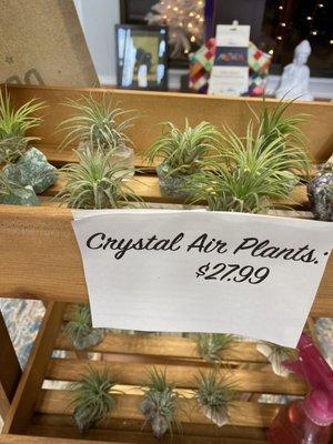 Adorable succulents on various crystals