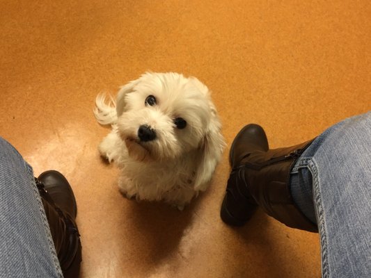 Sadie Mar & I at the vet patiently waiting