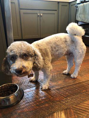 Havapoo (havanese/poodle mix)