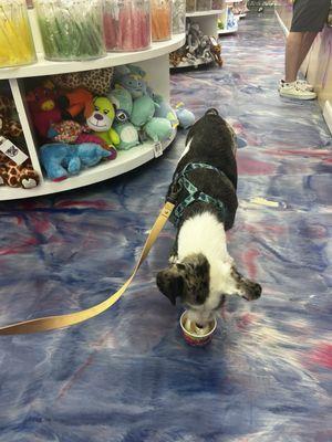 Gravy with his pup cup!