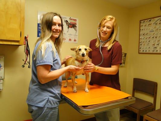 Lake County Veterinary Clinics