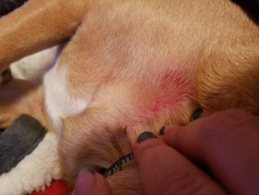 Our puggle came back itchy.