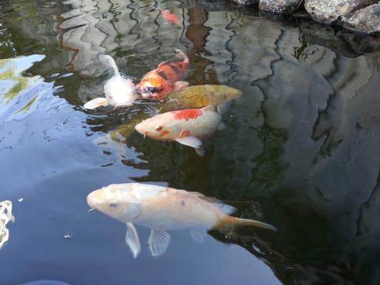 Happy Koi