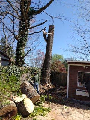 Tree service