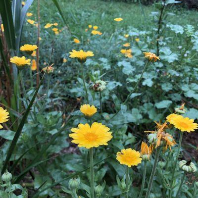 Wildflowers bed, from seed.