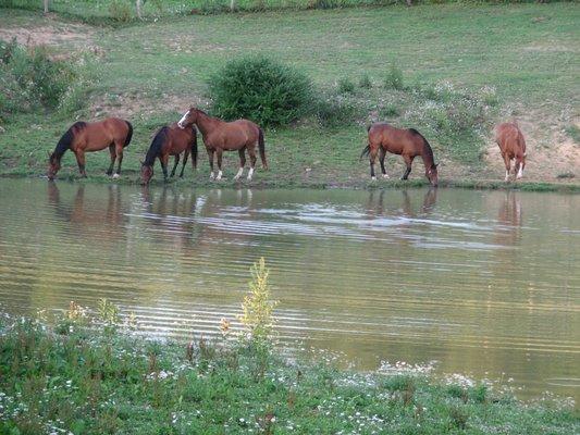 Horses by spring fed pond