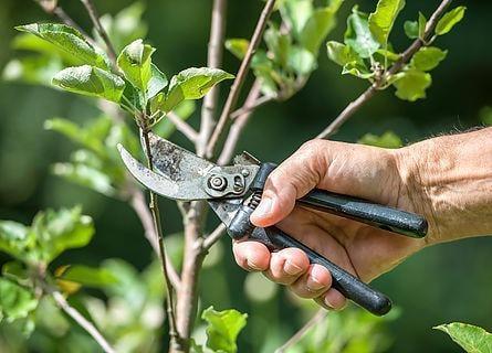 Zielinski's Tree Services