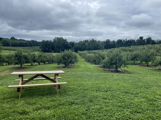 Meadbowbrook Orchard: view from patio