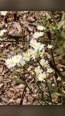 Asters on Trail