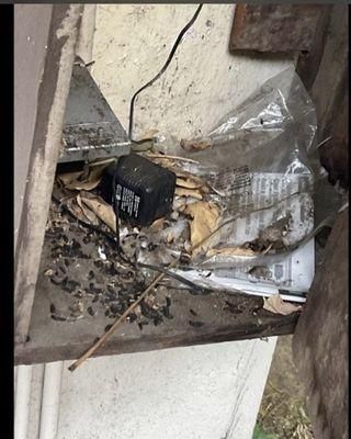 Rat-infested utility box in supportive housing residence