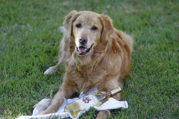 My dog Sidney, a finalist in a wine label competition featuring a rescue dog.