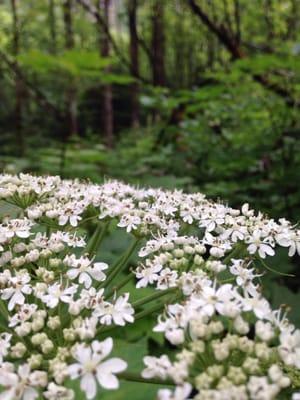 Flume Trail