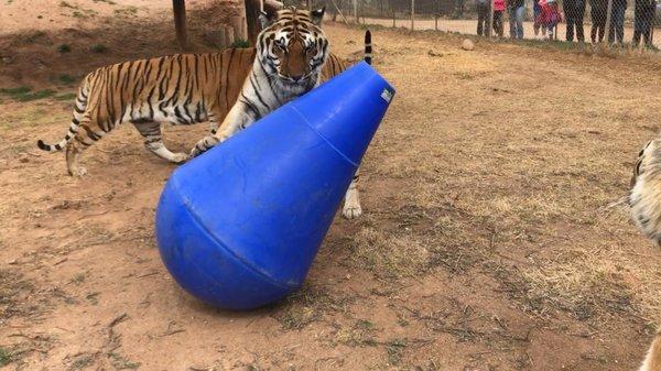 Tipsy Tom leans over when animals hit it and then rights itself as if playing with the animal!