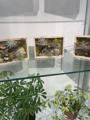 Shadowbox air plant holders.