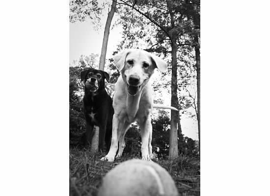 Cookie and her ball!