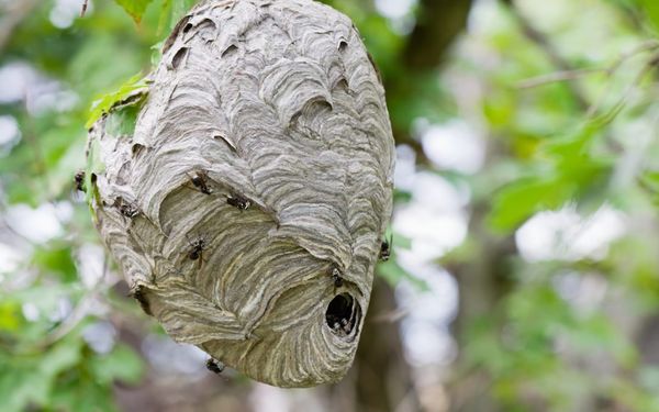 Trust Affordable Pest Control to safely and efficiently treat wasp nests on your property.