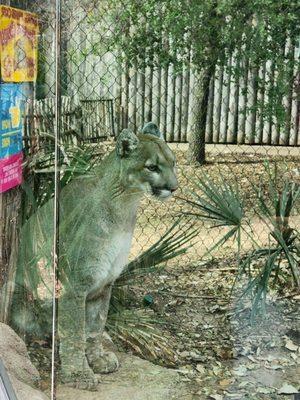 Cougar at the waco zoo