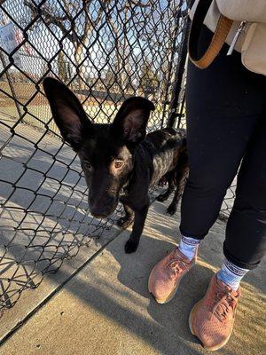 First visit to dog park