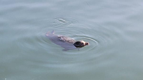 A Seal - so cute!