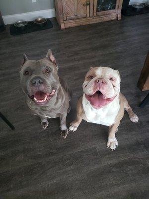 Sitting patiently waiting for their treat.