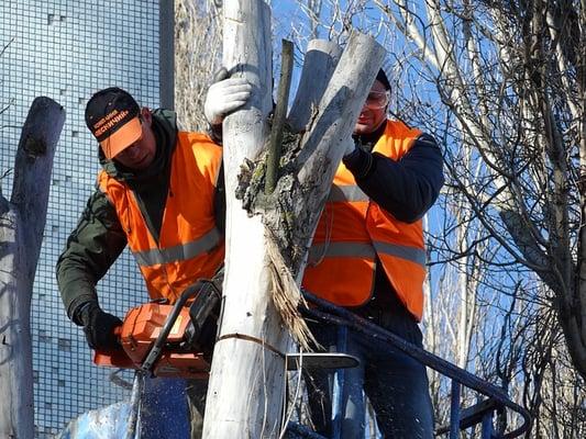 Shurod Roberts Complete Tree Service