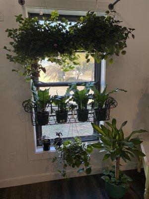 Hanging pothos and other plants in window of market