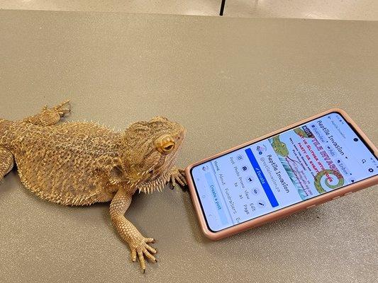 Spike...one of our dragons checking our our Facebook page!