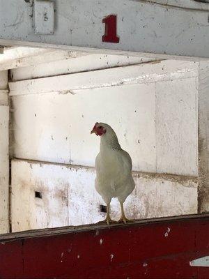 The Red Barn Horse Rescue