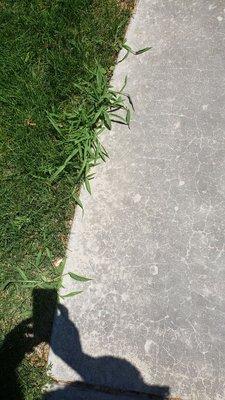 Crabgrass and weeds popping up in several places.