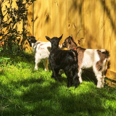 Maggie, Maple and Jellybean three Doeling fainting goats.